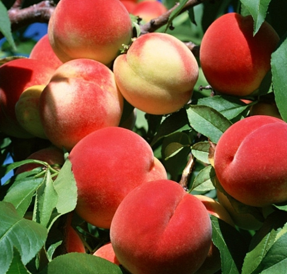 Абрикос Никитский